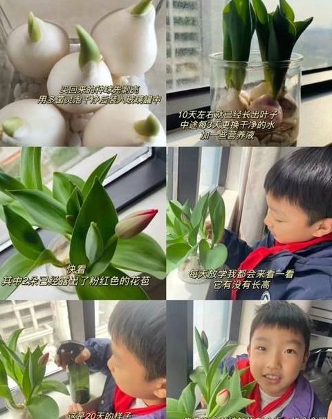植物的六种种植方式