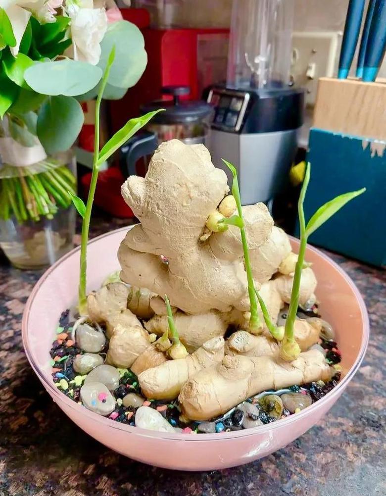 家庭生姜种植全攻略