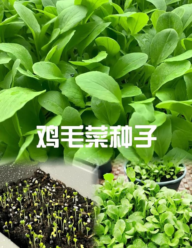 二月份阳台种植指南：七种蔬菜水果轻松种养