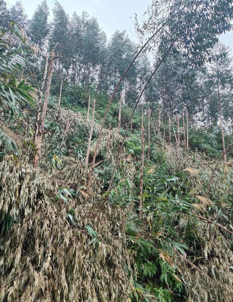 下雨天桉树苗扦插指南