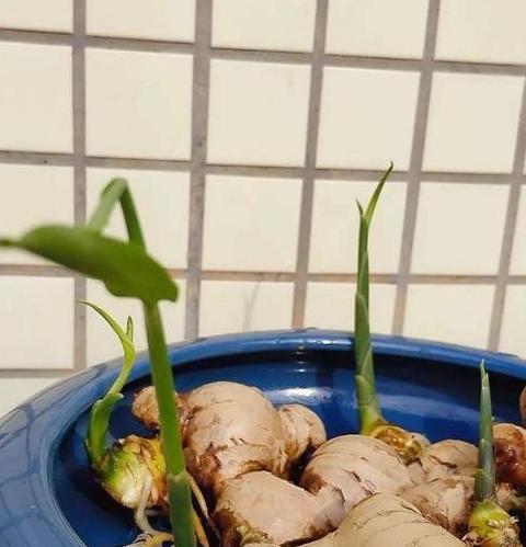 盆栽生姜种植技巧与时间指南