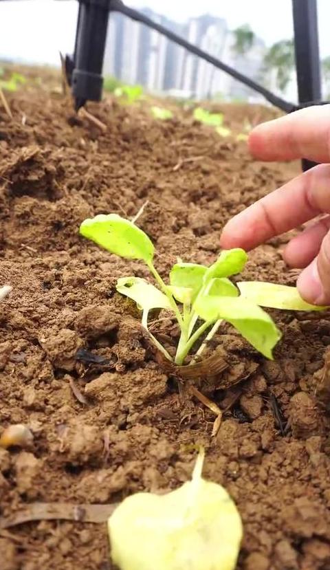 移栽菜苗后活苗需及时松土养护