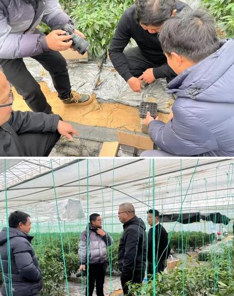 夏邑刘店镇黄瓜种植超万亩，寻河南大棚蔬菜培训与建设基地