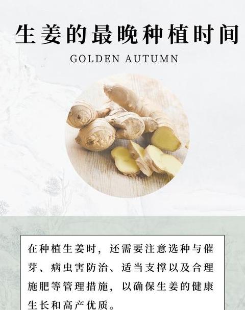 生姜种植时间及方法详解