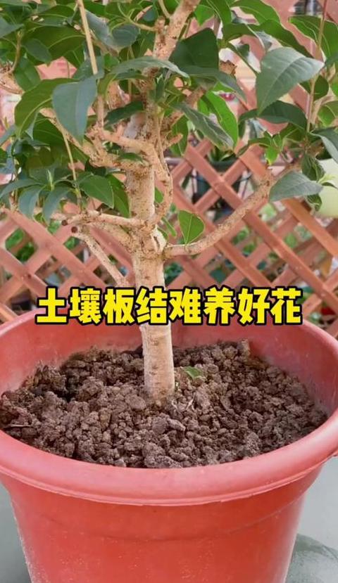 茉莉花土壤板结