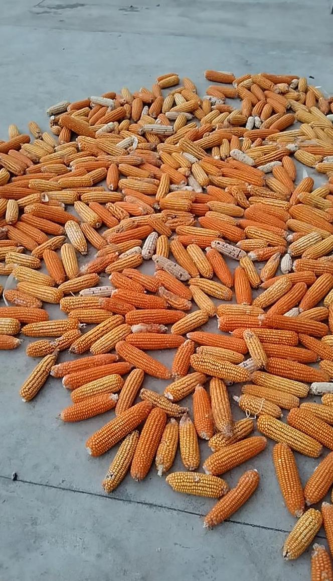 河南玉米成熟收割最佳时间及季节分析