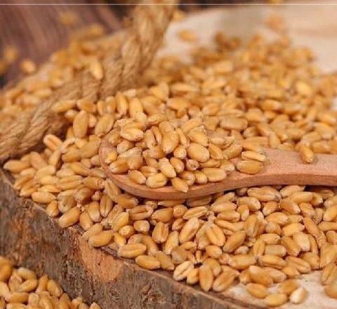 山东最佳小麦品种推荐：临麦9号解析