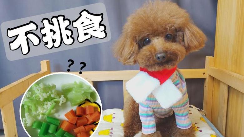 三个月泰迪零食指南：适合与禁忌食物全解析