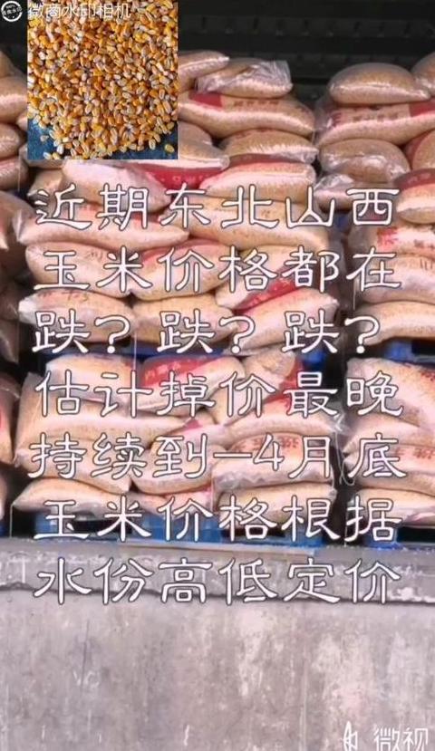 2023年玉米价格走势及山西最高价揭秘