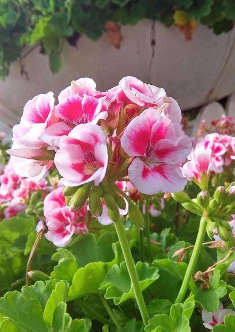 南方春季花卉种植指南