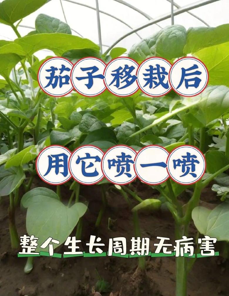 茄子种植浇水施肥指南