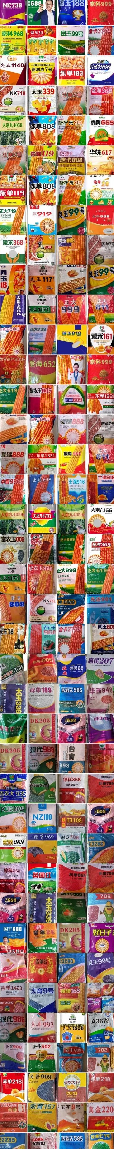 龙单49玉米种子：低温抗倒伏，涝地种植佳选