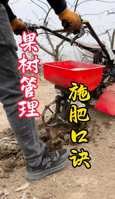 盆栽桔子树施肥技巧全解析