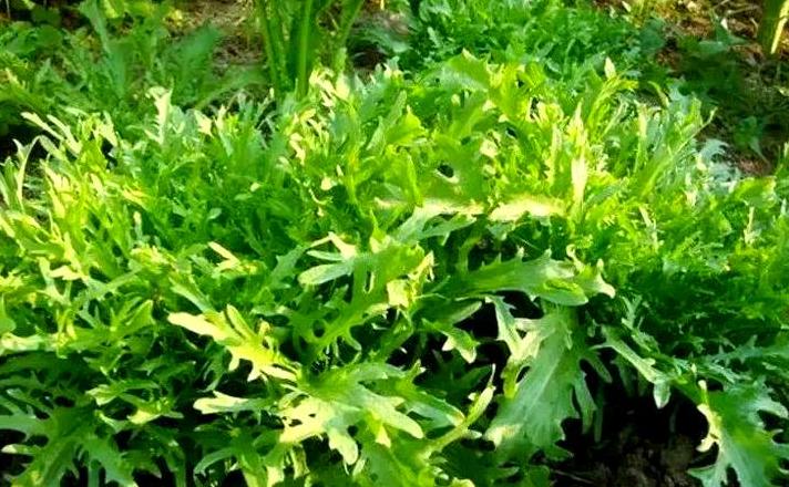 8月蔬菜种植指南：适合8月种植的蔬菜种类推荐