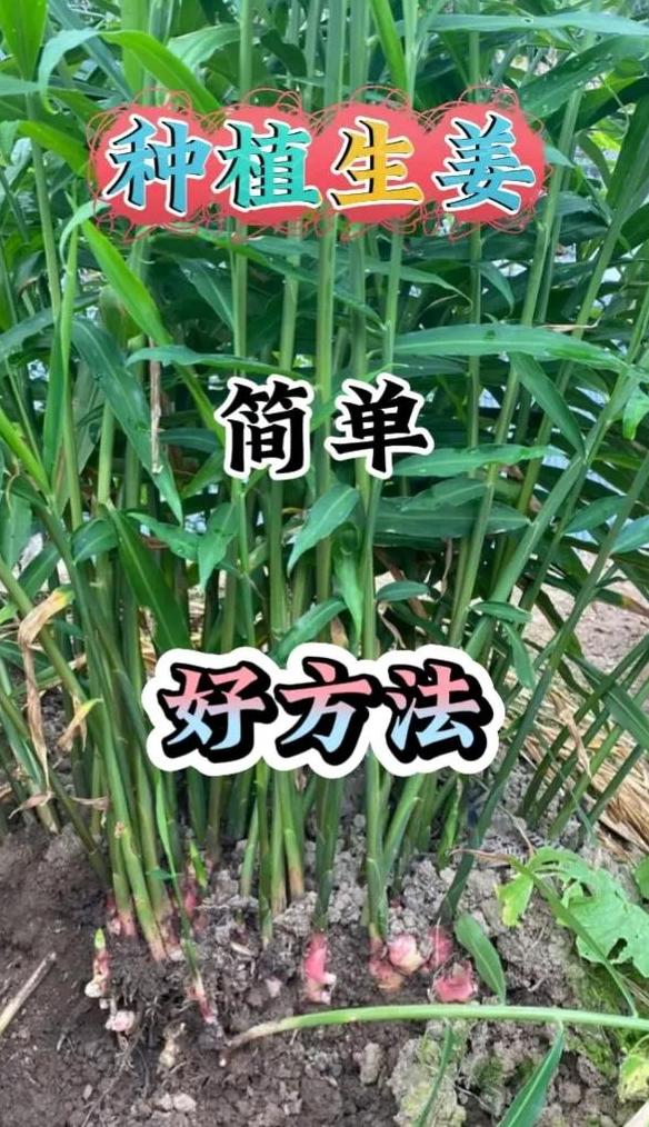 家庭生姜种植全攻略