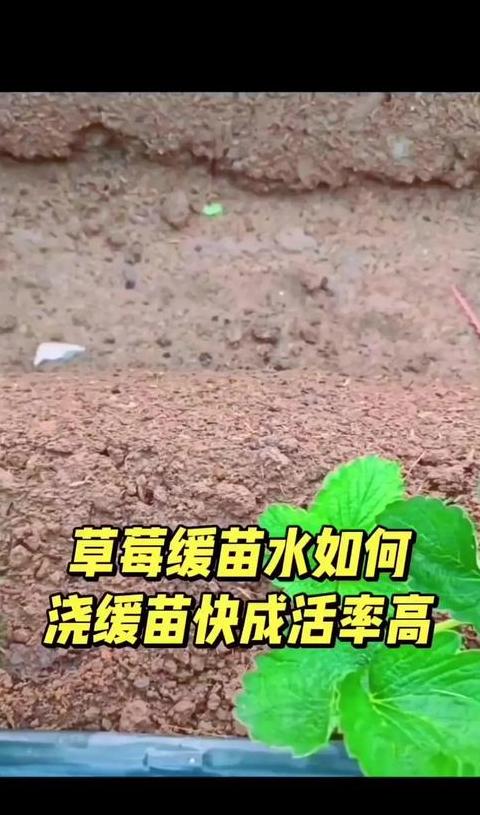 草莓苗移栽后施肥时间指南