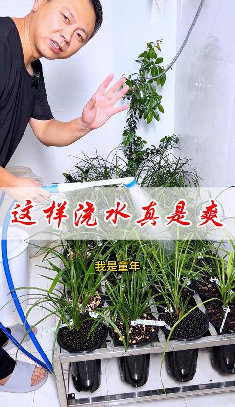 茶花养护指南：温度、水分与繁殖技巧