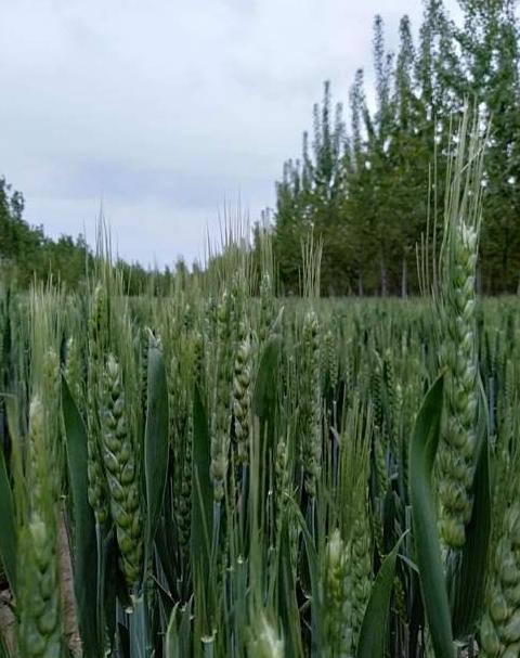 小麦齐穗后用药及扬花时间指南