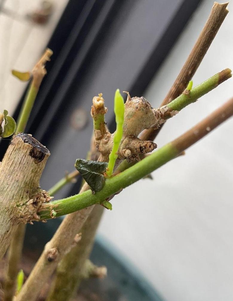 茉莉花枯萎千万别扔掉