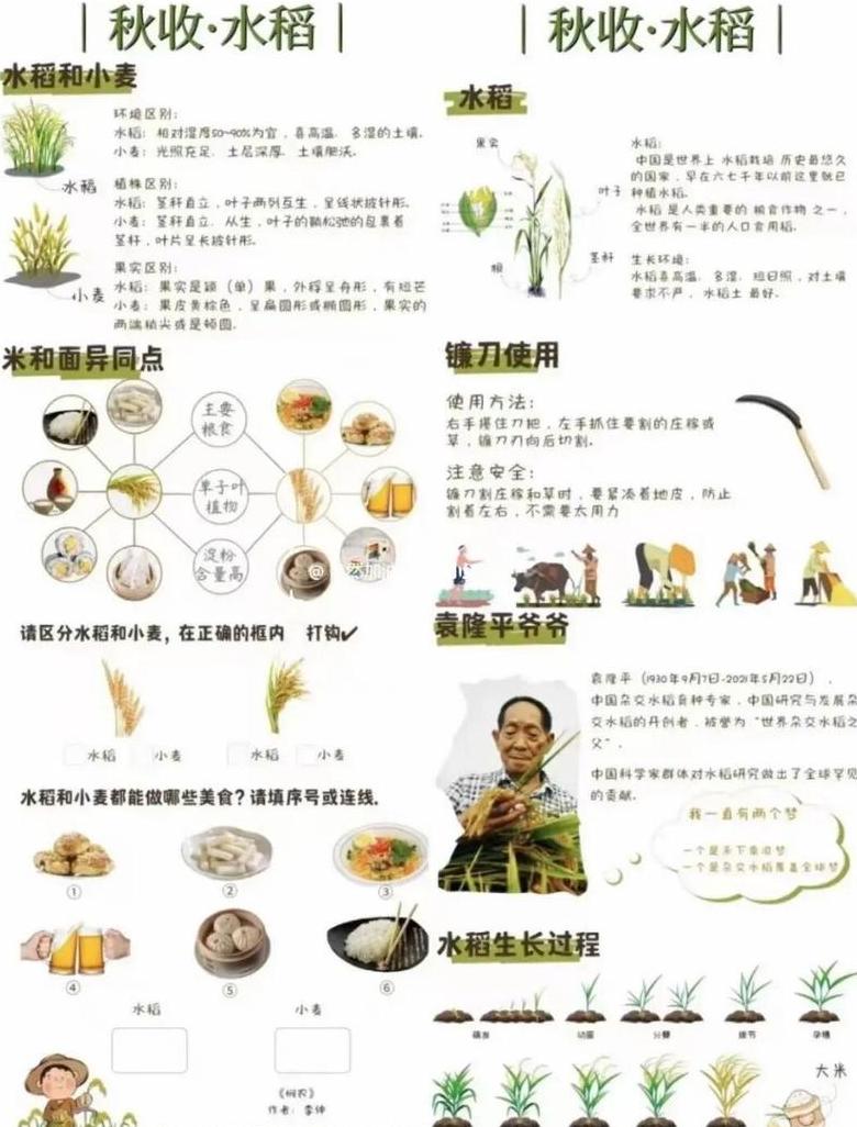 水稻早熟晚熟品种差异解析