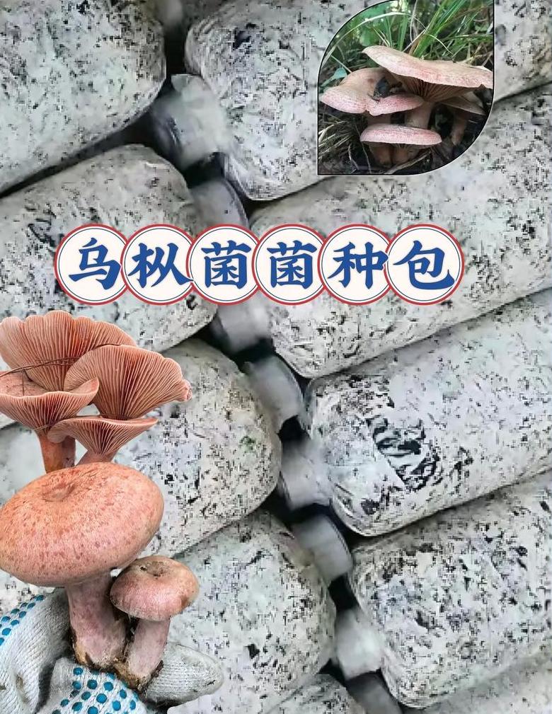 平菇种植：前景广阔的农业新选择
