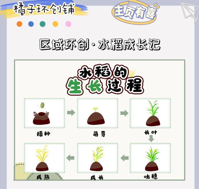 水稻种植的六个过程(水稻的种植过程五个步骤是什么)