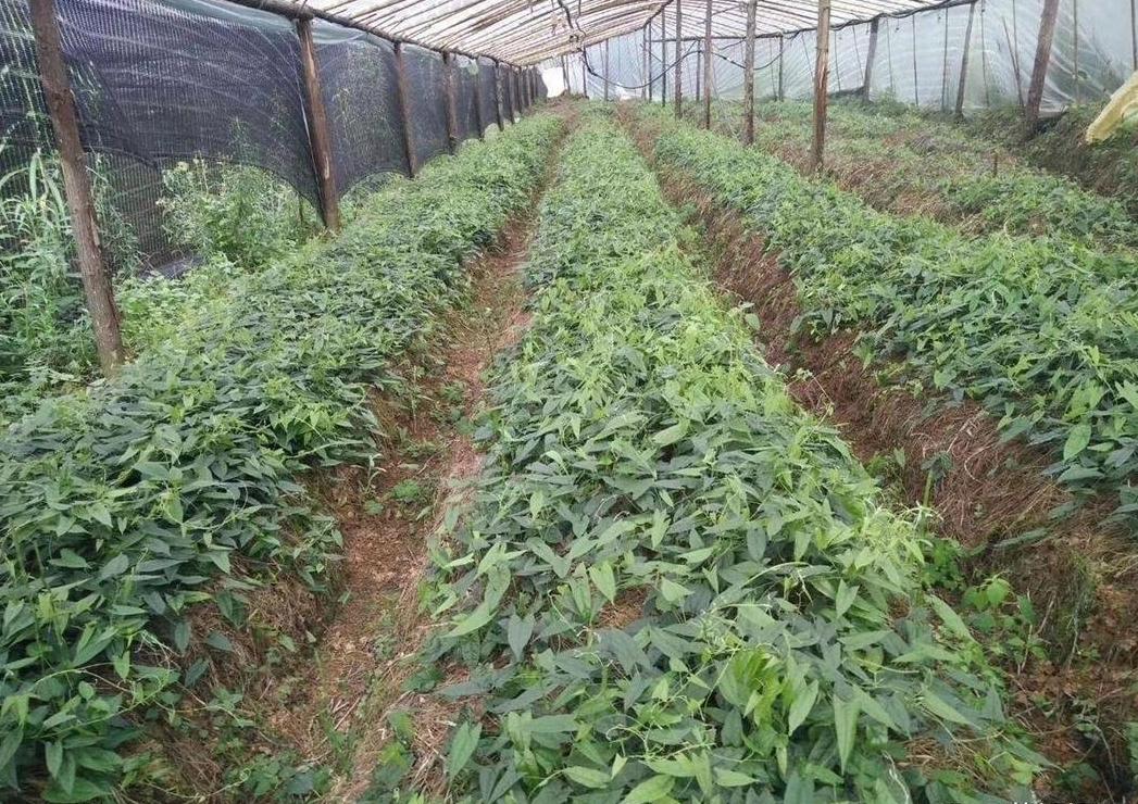苜蓿种植收入分析：影响因素与收益解析