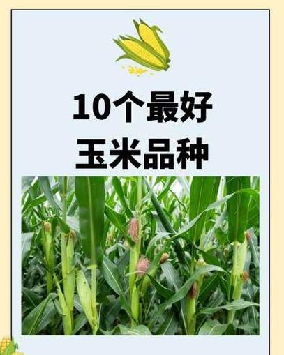 中国玉米亩产再创新高：揭秘高产背后的科技力量