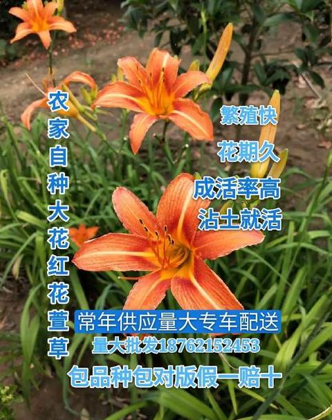 多年生的蔬菜有哪些品种