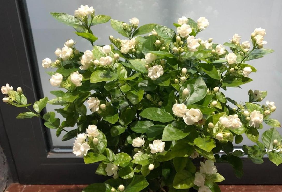 盆栽茉莉种植土壤配比全解析
