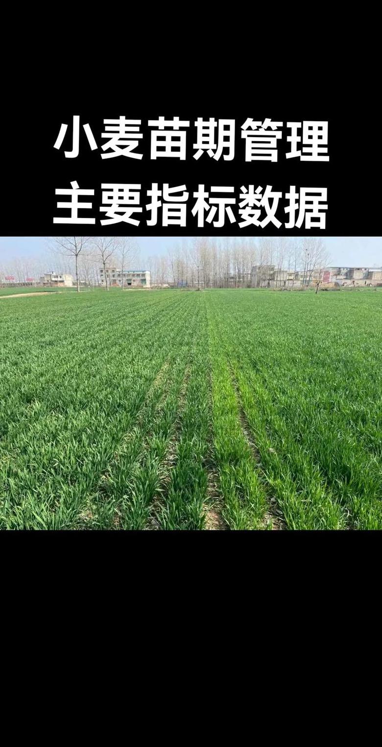 小麦四月份管理要点全解析：促生长、防病虫害、增产量