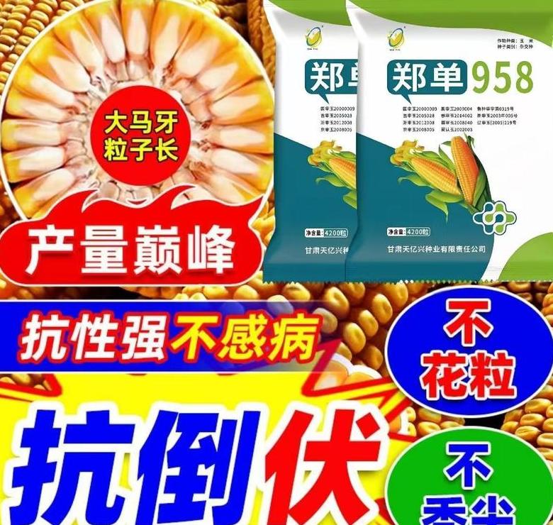 郑单958玉米品种详细介绍及高产种植要点