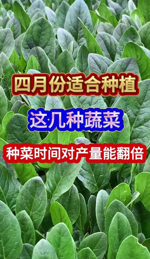 6-7月当季蔬菜水果盘点