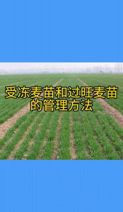 小麦越冬管理四技巧，安全过冬促高产