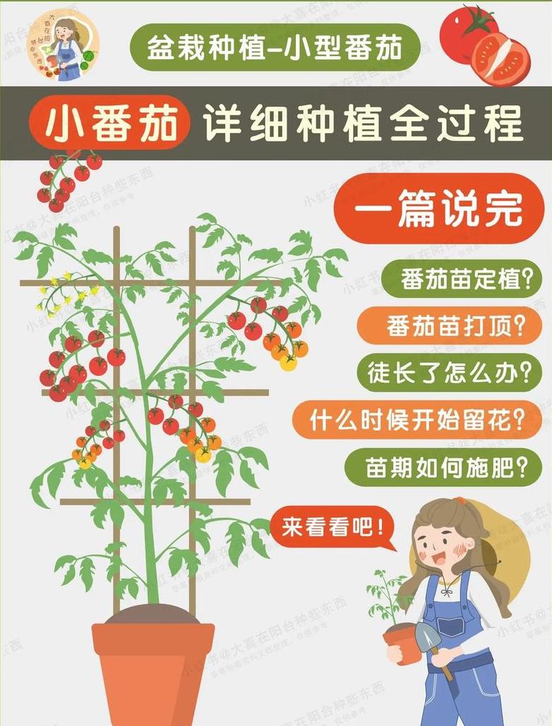 西红柿科学施肥全攻略