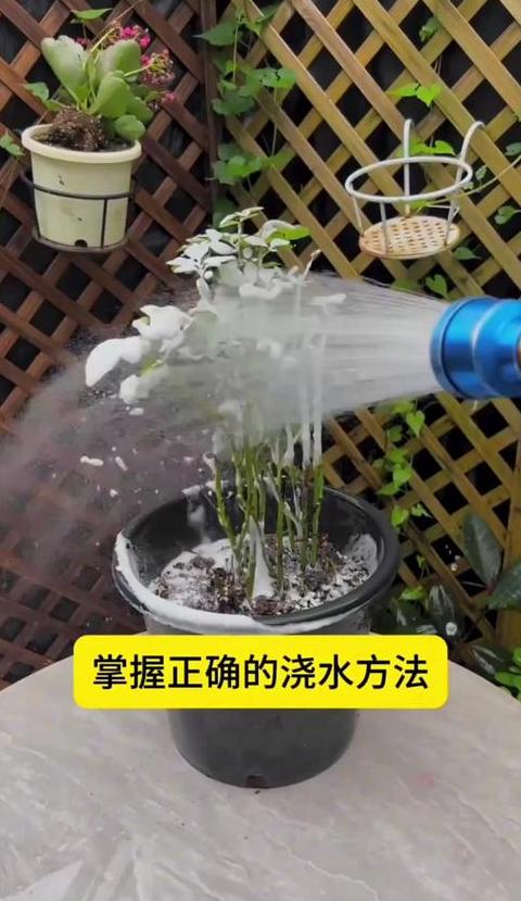 盆栽梅花与植物施肥全攻略