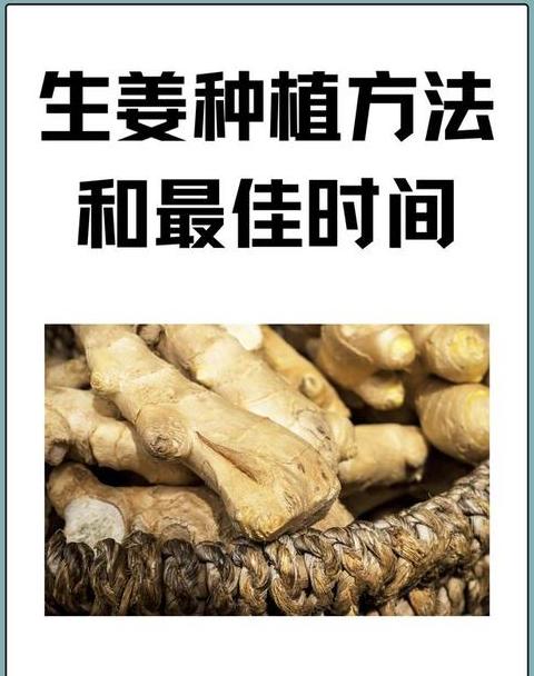 生姜种植技巧与最佳时节