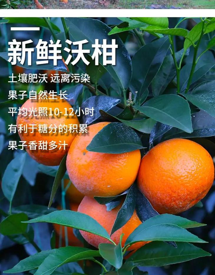 应季水果产地直发厂家