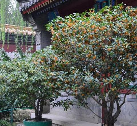 庭院适合种植什么花和树旺宅