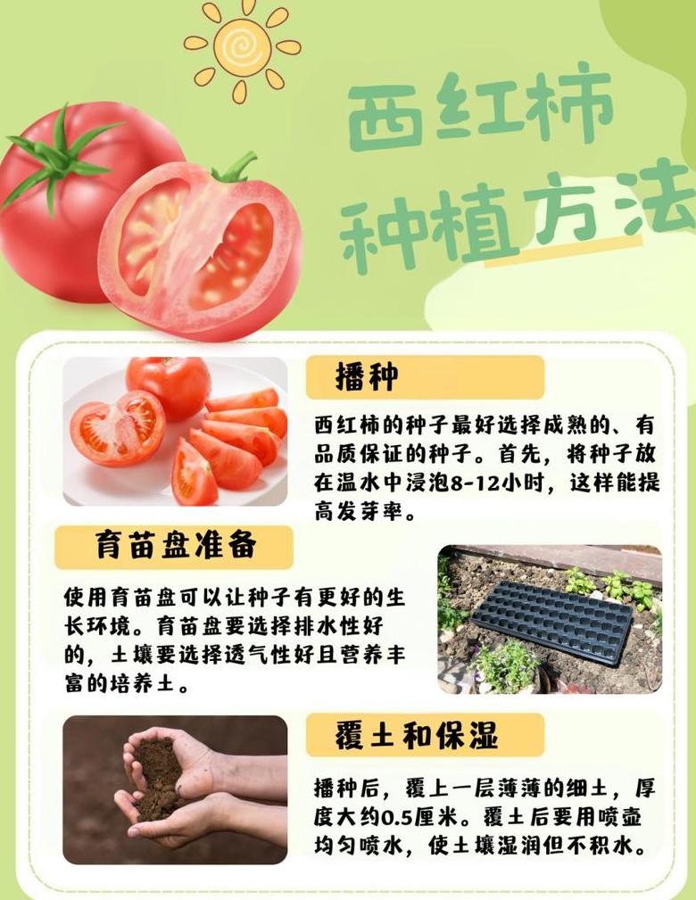 盆栽西红柿施肥指南：科学施肥助果丰盈