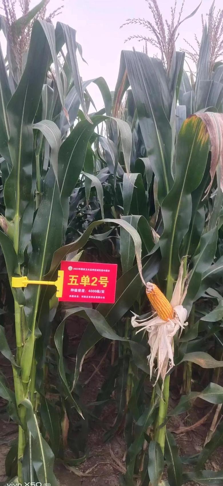 春播与夏播玉米差异解析及产量对比