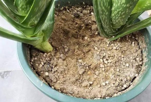 盆土板结怎么换盆
