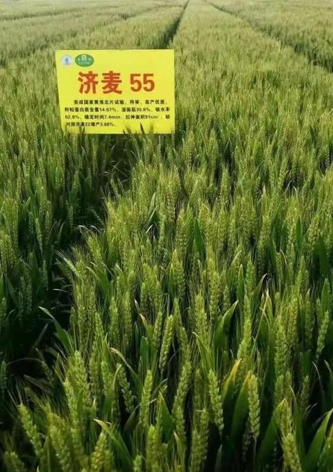 山东10大优质小麦品种盘点