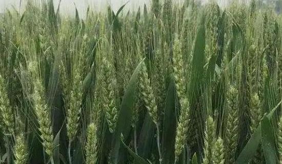 适合南阳地区种植的高筋小麦