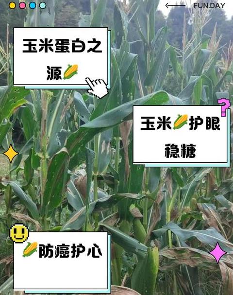 玉米品种及种子选购指南