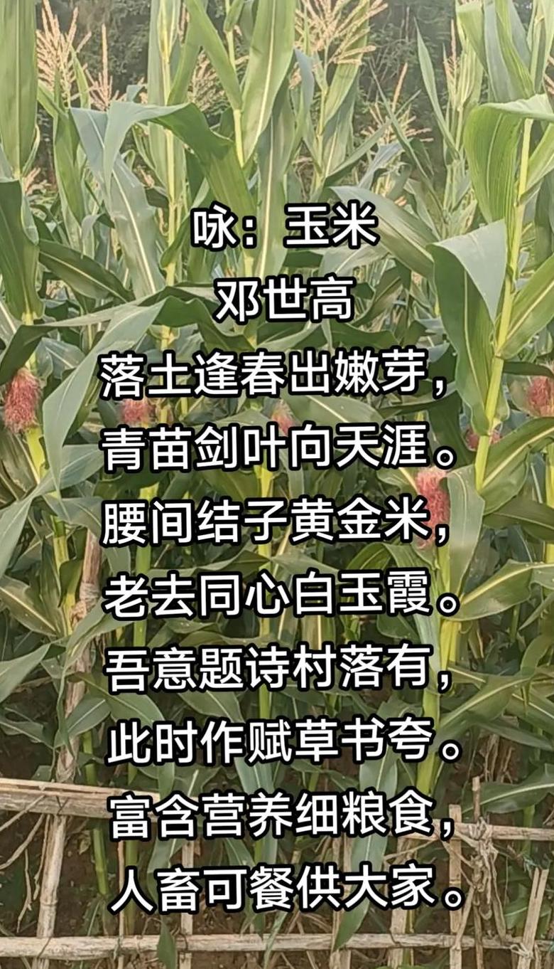 玉米颂七律赞颂金黄穗