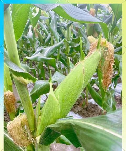 鲜食玉米种植收益解析：市场前景与种植要领