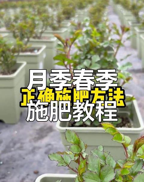 春季月季施肥技巧及注意事项