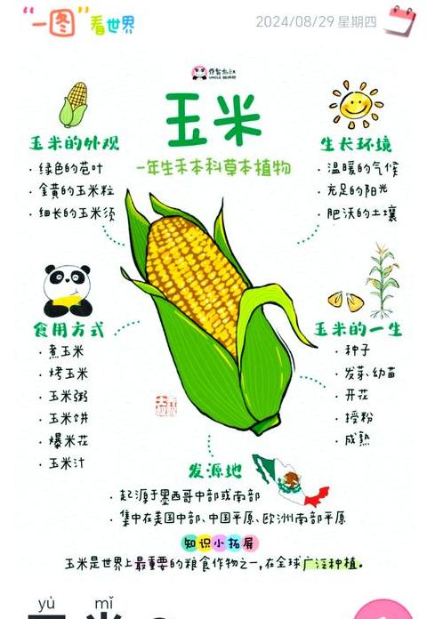 玉米的起源和历史故事简介