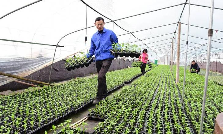 移栽菜苗要不要施肥